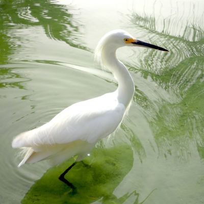 “The Egret Thigh Deep In Evening Creek” — a poem by Michael L. Newell