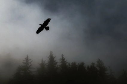 photo by Tim Mossholder/Pexels