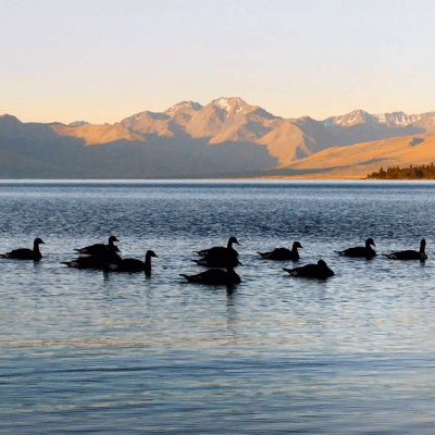 “The Problem With Serenading Canadian Geese” – a poem by Joel Glickman