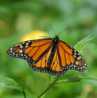 The Sunday Poem: “If I Were A Monarch Butterfly” – by Mary K. O’Melveny