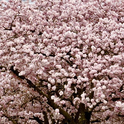 photo by Robert Hecht