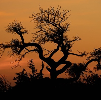 “Featuring Kenny Drew Philip Catherine & Niels-Henning Orsted Pederson, 1977” – a poem by Terrance Underwood